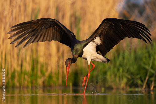 Black stork in the water with its wings spread