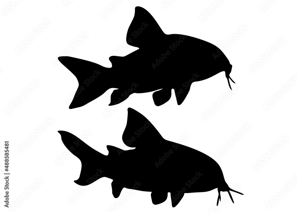 Obraz premium Aquarium catfish in a set. Vector image.