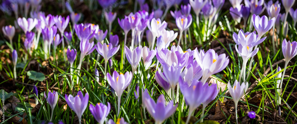 Krokusse im Sonnenlicht
