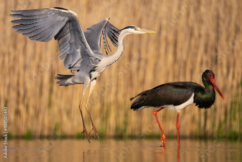 Black stork and Grey heron in the water photo