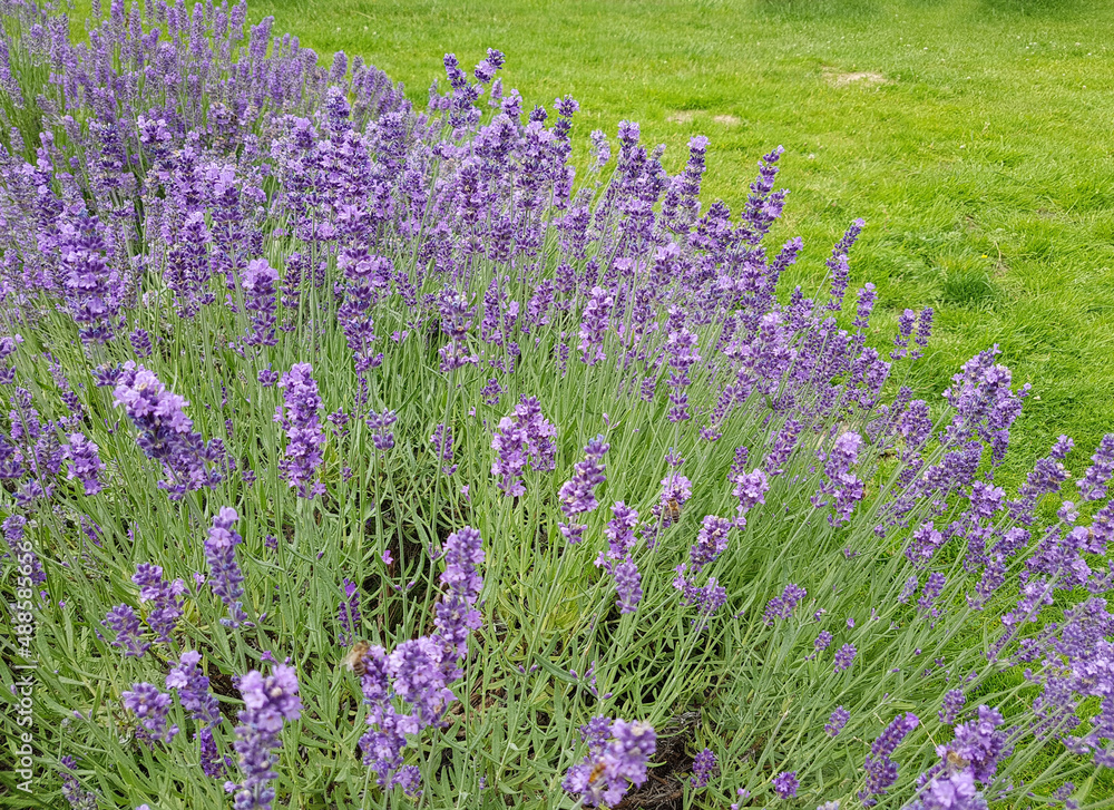 Naklejka premium Lavender, lavendula officinalis