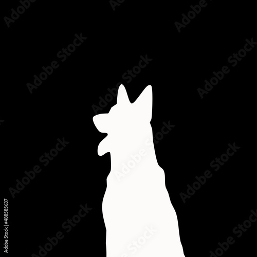 white dog on black background