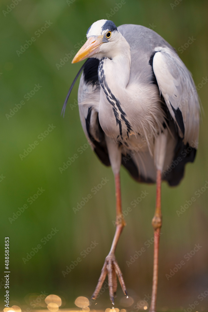 Grey heron in the water Grey heron in the water