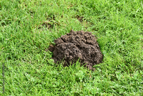 Molehills on lawns