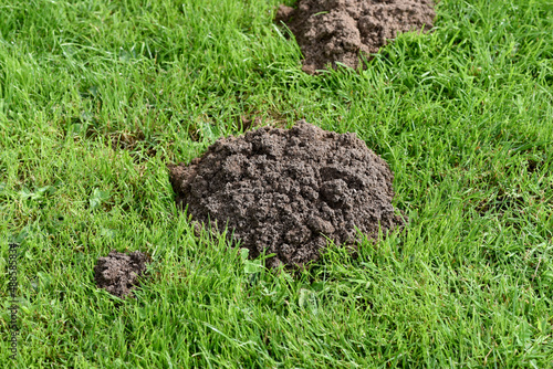 Molehills on lawns