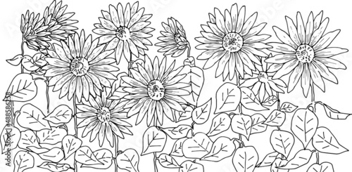 手描き線画のひまわり畑