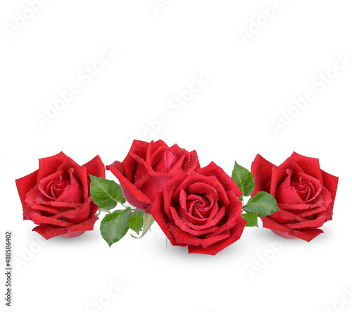Red rose with water drops isolated on whhite background