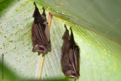 Leaf-nosed bat under a leaf. Exotic bats in the jungle  in Central America, Costa Rica photo