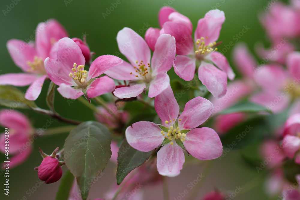 the cherry blossoms are in full bloom on a green background, wide format