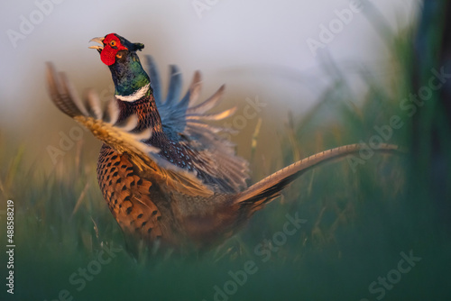 Common pheasant in the grass photo