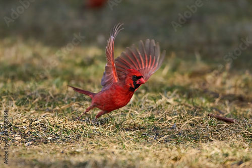 Valokuvatapetti Northern Cardinal