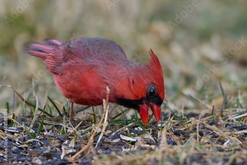 Fotografie, Tablou Northern Cardinal