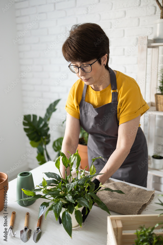 Middle aged woman gardener transplanting plant in ceramic pots on the white wooden table. Concept of home garden. Spring time. Stylish interior with a lot of plants. Taking care of home plants. Middle aged woman gardener transplanting plant in ceramic pots on the white wooden table. Concept of home garden. Spring time. Stylish interior with a lot of plants. Taking care of home plants.
