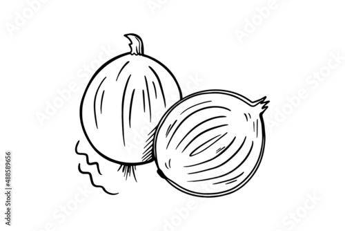 The onion is drawn with a black outline. Vector graphics, sketch. Vector illustration