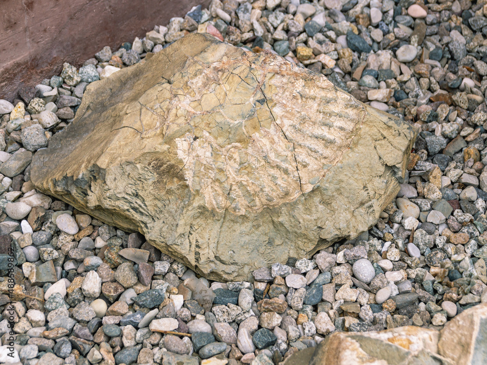 Traces of ammonite rrakovina in the rock. The remains of an extinct mollusk in stone. An ancient cephalopod. A fossilized shell in a volcanic rock Traces of ammonite rrakovina in the rock. The remains of an extinct mollusk in stone. An ancient cephalopod. A fossilized shell in a volcanic rock