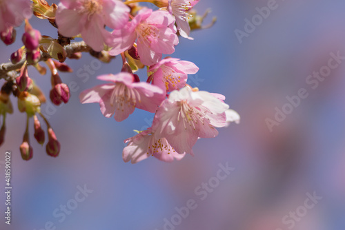 河津町の河津桜