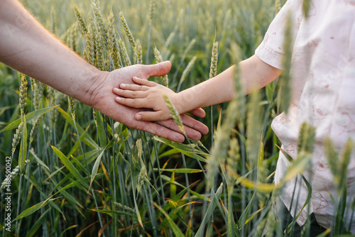 Close up of man with a child holding hands at wheat field full green spikelets.. Selective focus. Nature. © Iryna