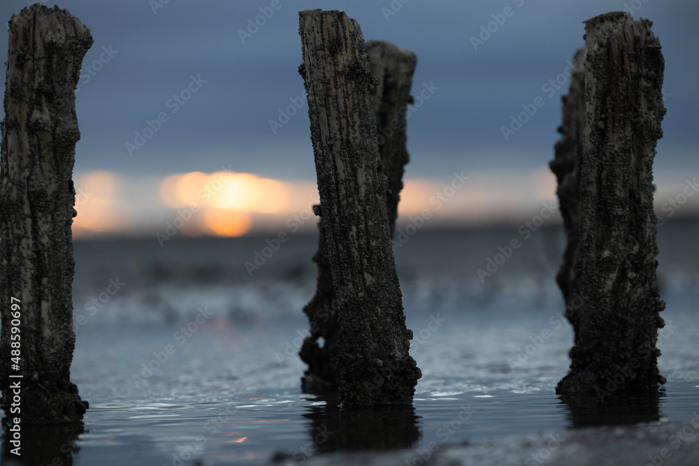 Fototapeta premium tree on the beach