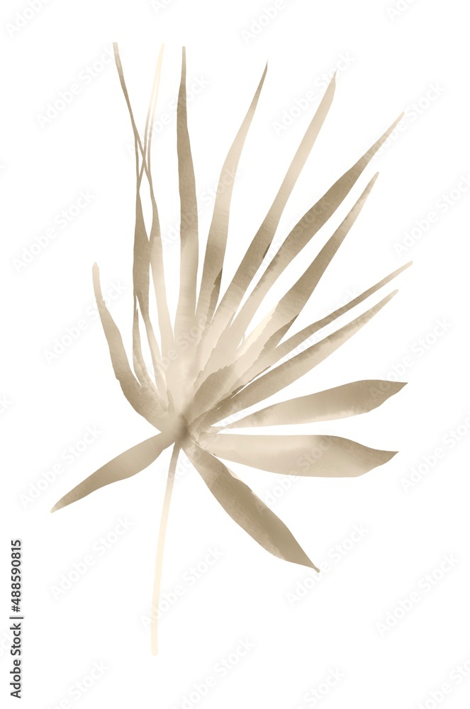 Protea watercolor pink flower on white isolated