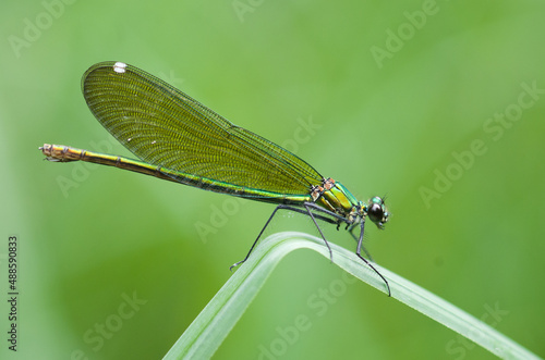 Green Damselfly