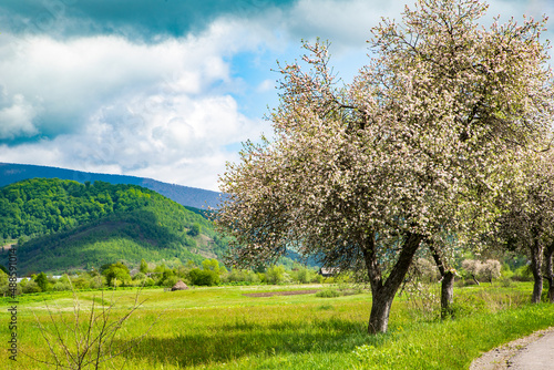 spring beautiful landscape alley of apple trees near the road on a background of mountains, countryside.