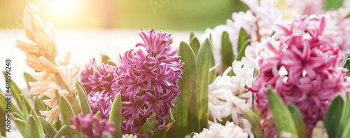 Wallpaper Mural Blooming multi-colored hyacinths on a sunny day. Torontodigital.ca