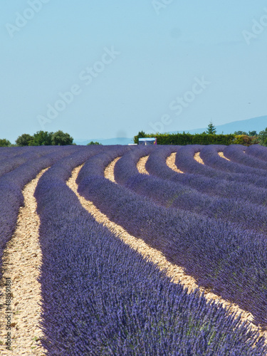lavender in provence