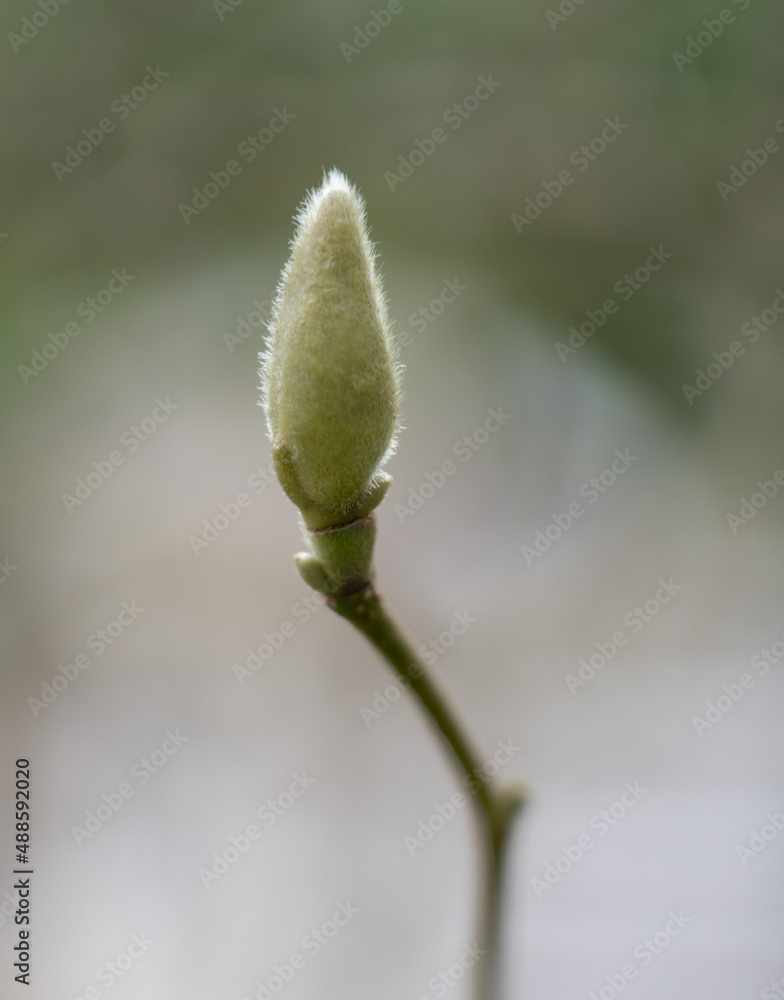 buds of a willow buds of a willow