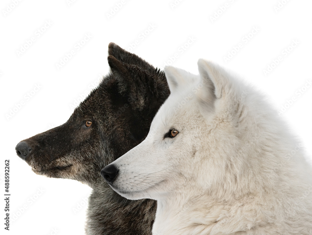 Obraz premium canadian wolf and polar wolf isolated on white background