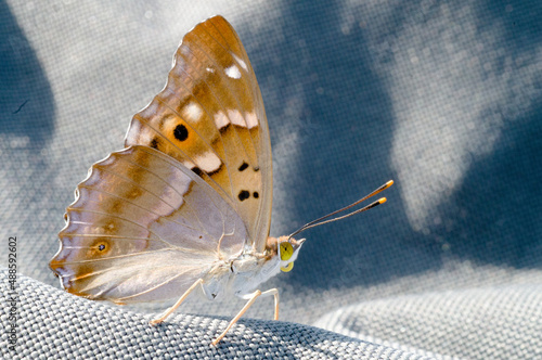 butterfly rests on fabric