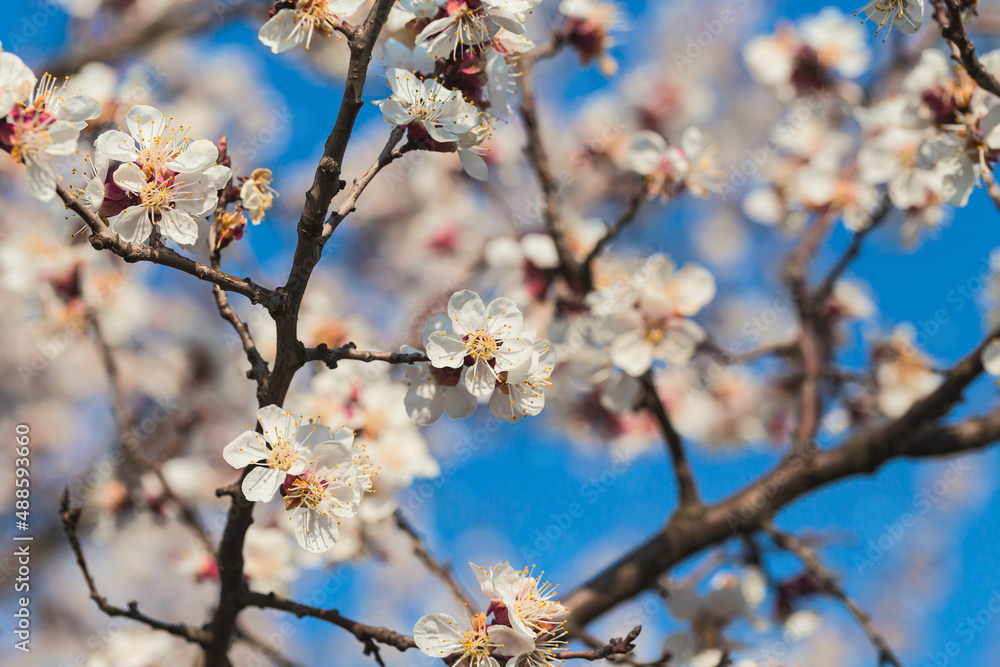 Blooming tree branch close up next to clear blue sky in a sunny spring day. Nature background concept. Selective focus