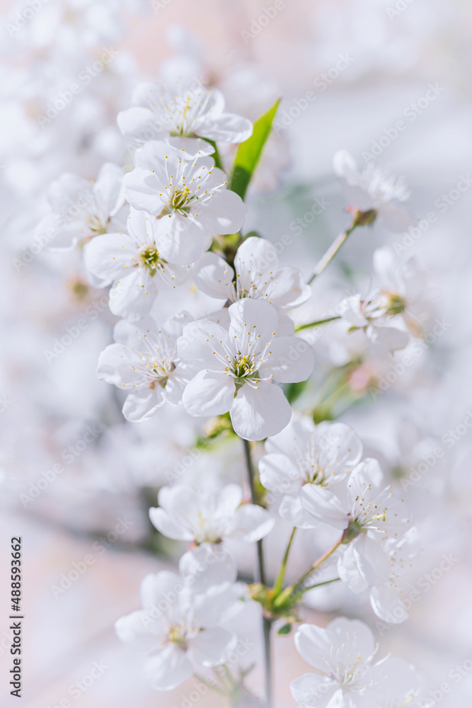 White blooming tree branch close up in a sunny day. Spring nature concept background. Selective focus White blooming tree branch close up in a sunny day. Spring nature concept background. Selective focus