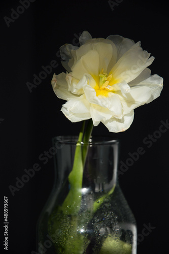 white yellow flower of tulip in a vase