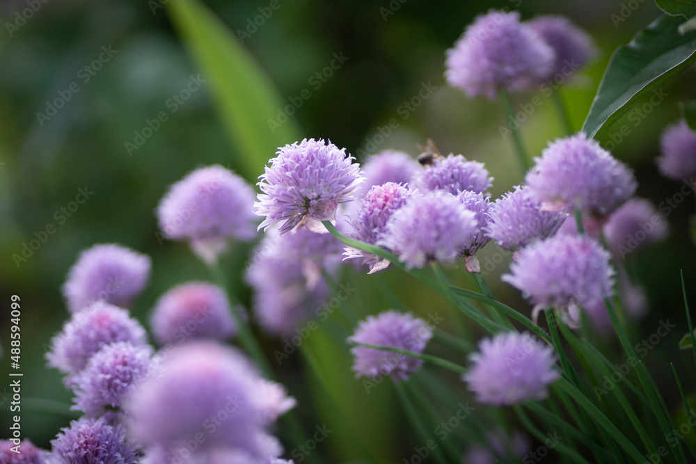 Purple chives plant in summer garden. Perfect healthy herb flowers. Chive blossom in back light.
