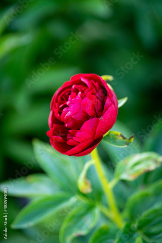 Wallpaper Mural Pink flowers peonies flowering on background pink peonies. Peonies garden. Torontodigital.ca