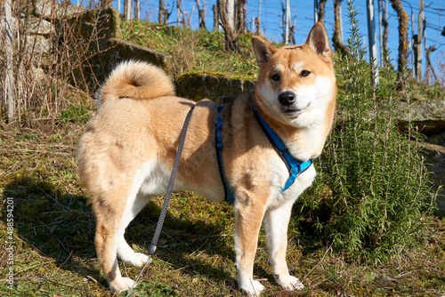 red shiba inu dog posing on a vineyard under blue sky and sunshine