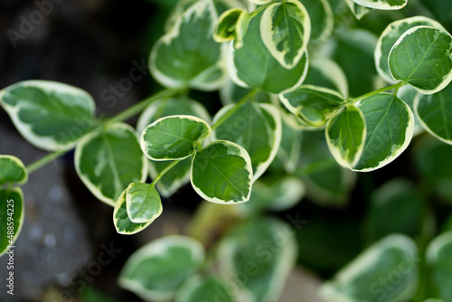 Variegated greater Periwinkle plant leaves close-up in home garden within sunlight.