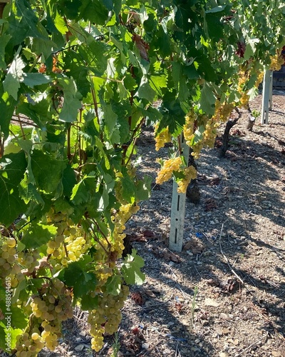 grapes on vine