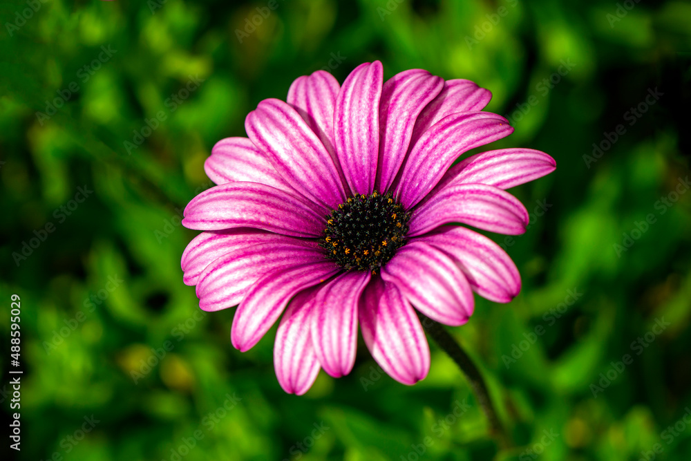 Obraz premium Close up beautiful Macro shot of field flowers 