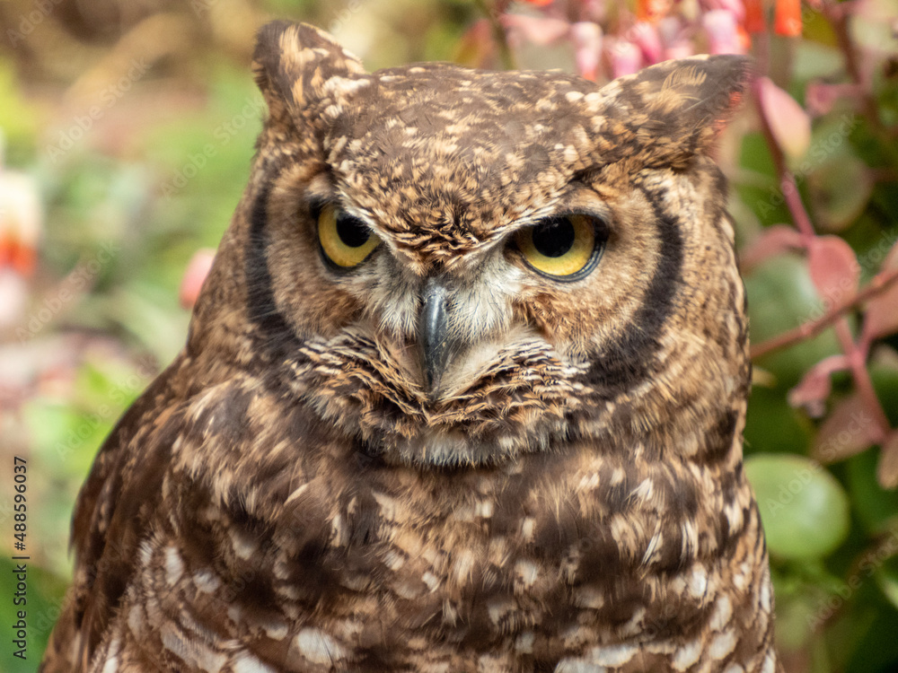great horned owl great horned owl