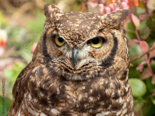 great horned owl