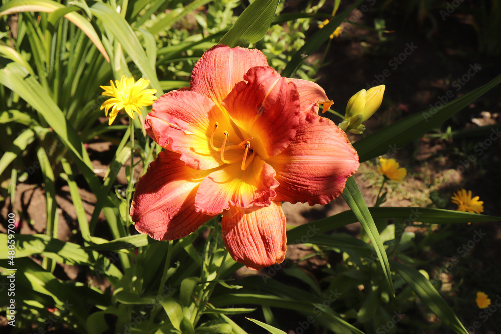 Harem. Luxury flower daylily in the garden close-up. The daylily is a flowering plant in the genus Hemerocallis. Edible flower.