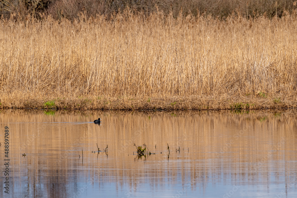 A coot in the water in the Bosco di Tanali nature reserve, Bientina, Pisa, Italy A coot in the water in the Bosco di Tanali nature reserve, Bientina, Pisa, Italy