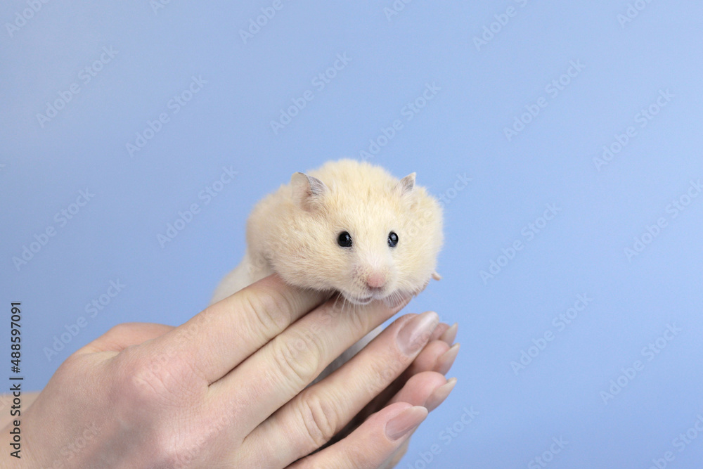 Cute fluffy hamster with chubby cheeks on his hands, blue background, close-up Cute fluffy hamster with chubby cheeks on his hands, blue background, close-up