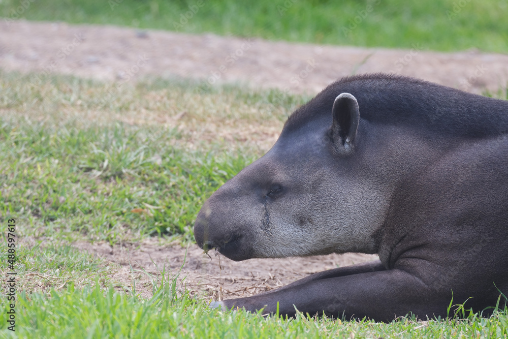 Fototapeta premium Portrait of Sachavaca (Tapirus terrestris) resting on the grass.