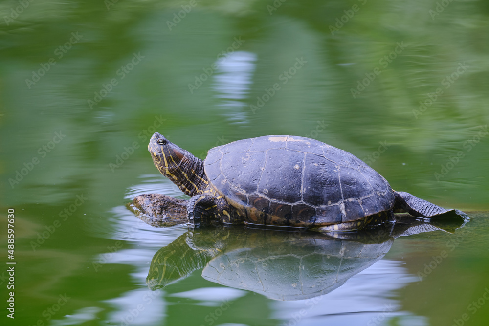 Obraz premium Red-eared slider turtle (Trachemys scripta), perched on a log basking in the sun in a small lagoon.