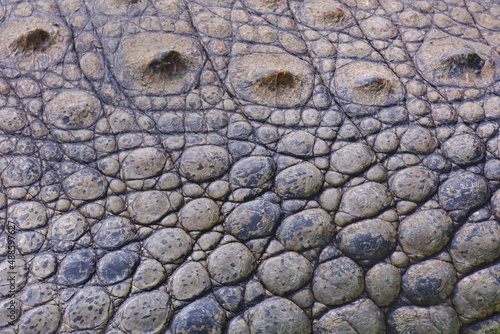 Tumbes crocodile (Crocodylus acutus), detail of the thick skin forming patterns and a particular very beautiful texture.