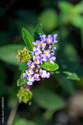 Bushy lippia flowers (Lippia alba)