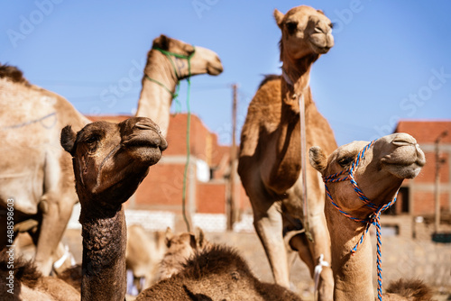 Camels on sandy ground in desert area photo