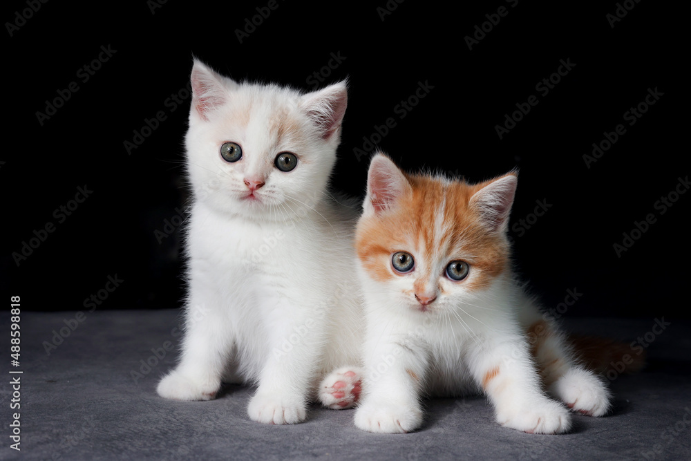 Scottish fold cat sitting on black background. Two White Kitten on sofa in house.